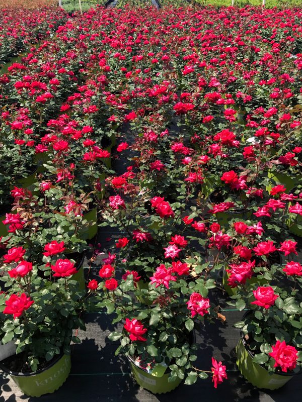Red Double Knock Out Rose™ - Image 5