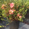 Conversation Piece Azalea