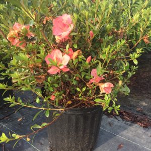 Conversation Piece Azalea