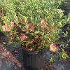 Conversation Piece Azalea - Image 3