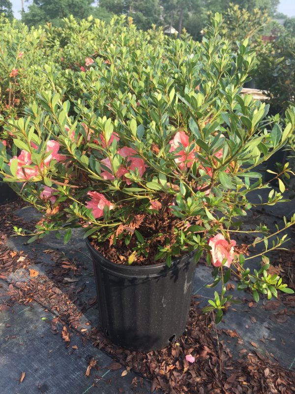 Conversation Piece Azalea - Image 3