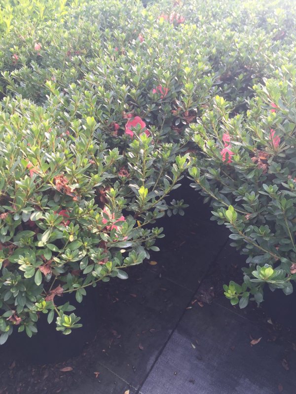 Conversation Piece Azalea - Image 4