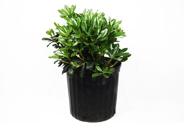 Wheeler's Dwarf Pittosporum - Image 4