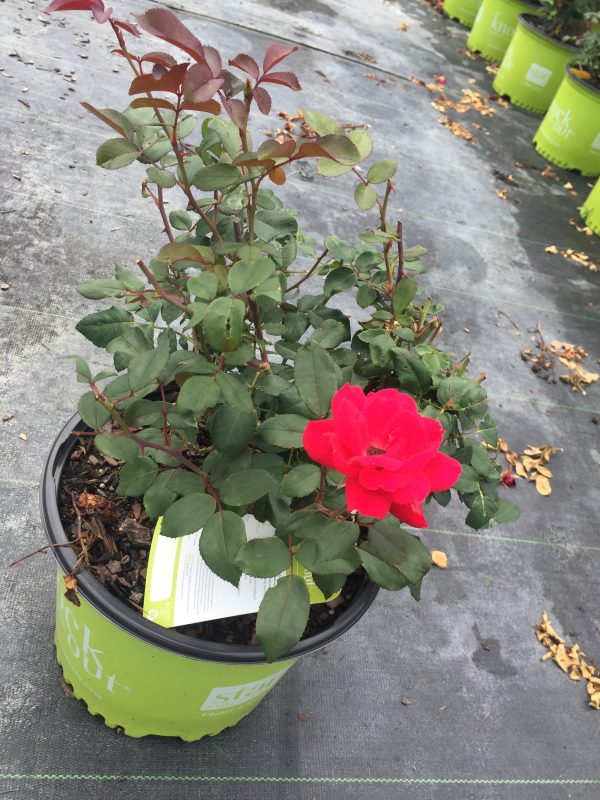Red Double Knock Out Rose™ - Image 6