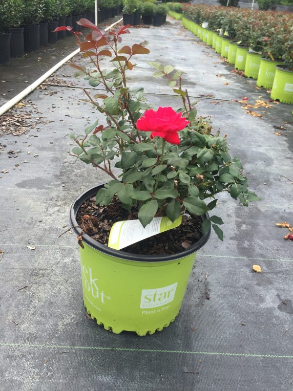 Red Double Knock Out Rose™ - Image 2