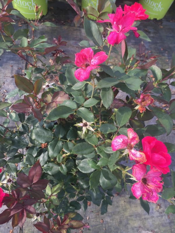 Red Double Knock Out Rose™ - Image 7