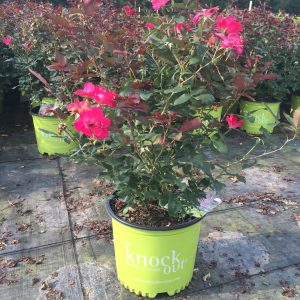 Red Double Knock Out Rose™