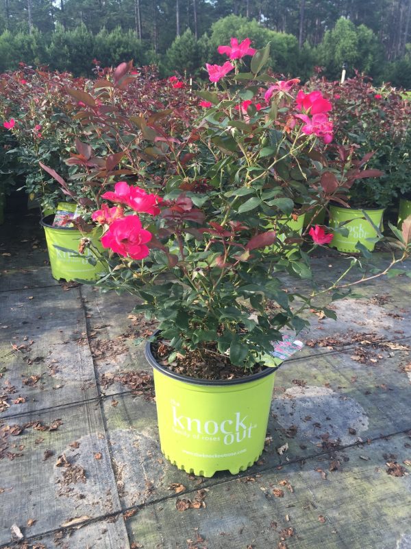 Red Double Knock Out Rose™