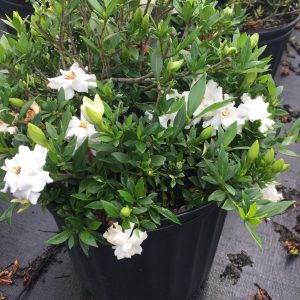 Dwarf Gardenia Radican