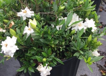 Dwarf Gardenia Radican