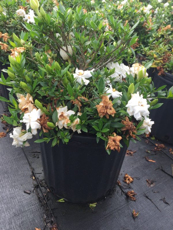 Dwarf Gardenia Radican - Image 2