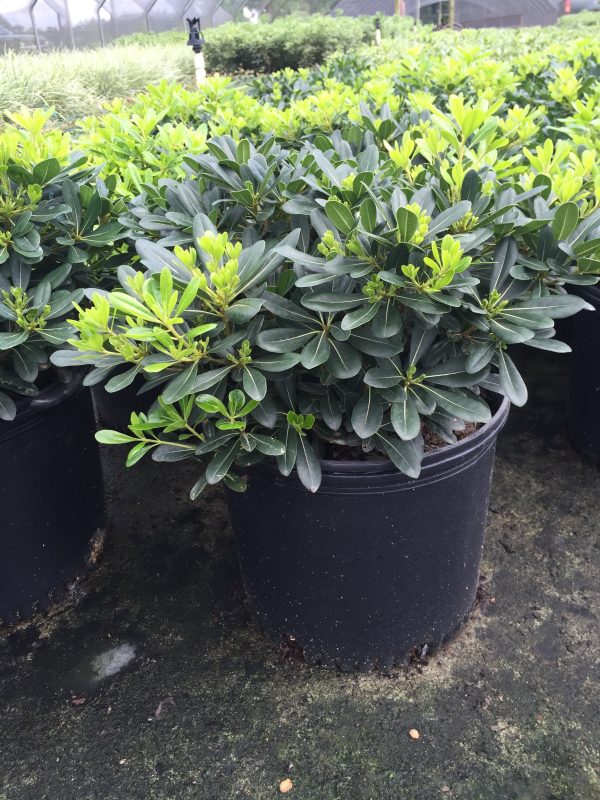 Wheeler's Dwarf Pittosporum - Image 2
