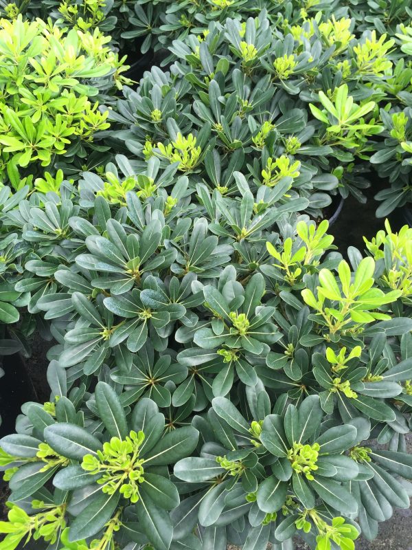 Wheeler's Dwarf Pittosporum - Image 3