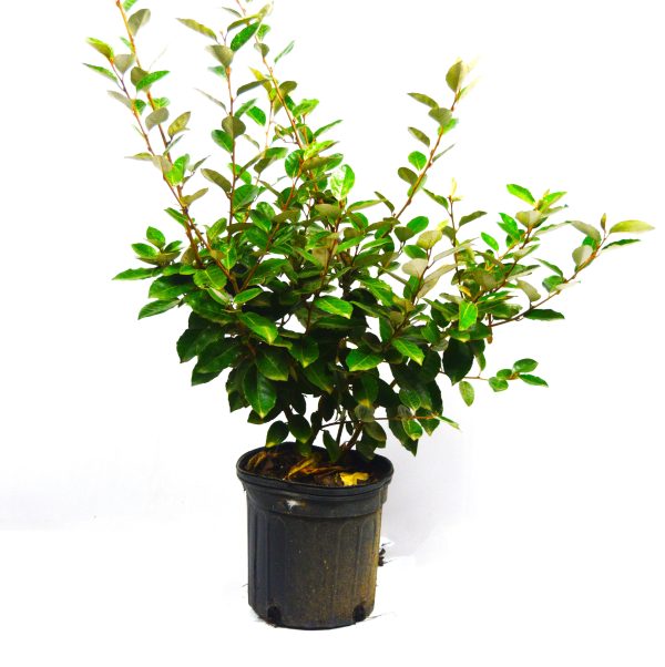 Elaeagnus - Image 8