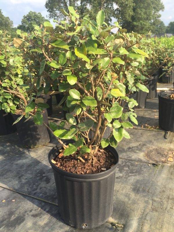Elaeagnus - Image 2