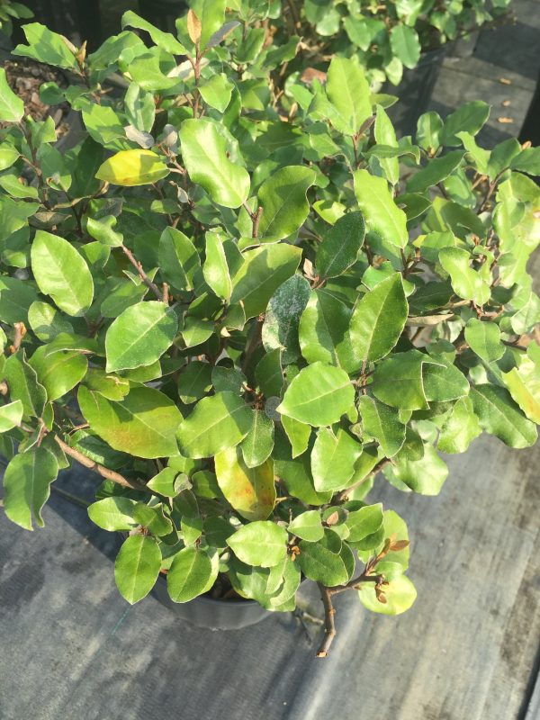 Elaeagnus - Image 3