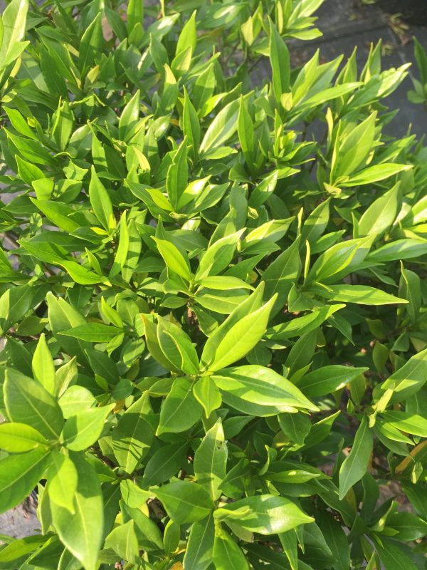 Frost Proof Gardenia - Image 4