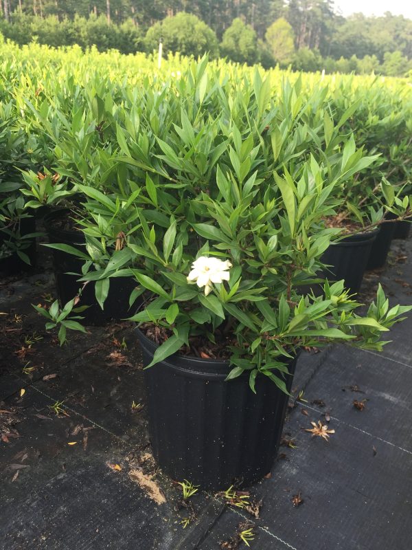 Frost Proof Gardenia - Image 5