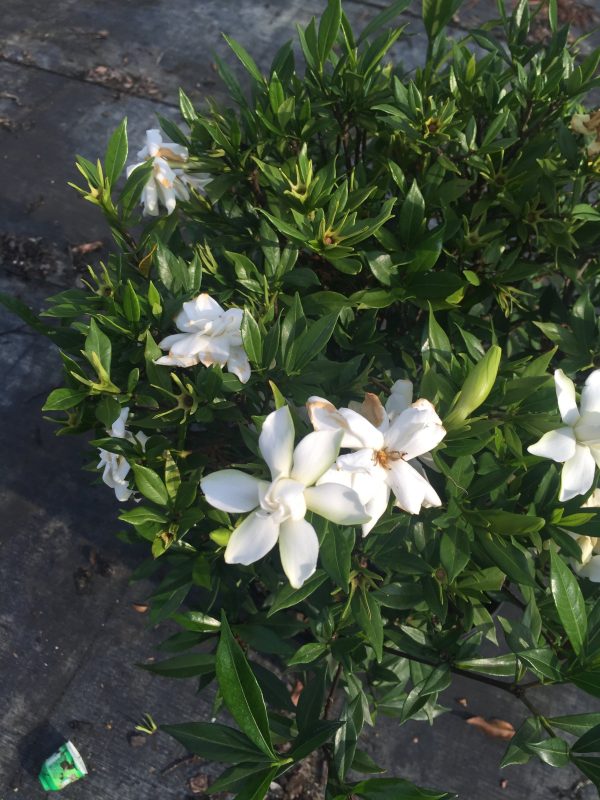 Frost Proof Gardenia - Image 6