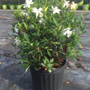 Frost Proof Gardenia