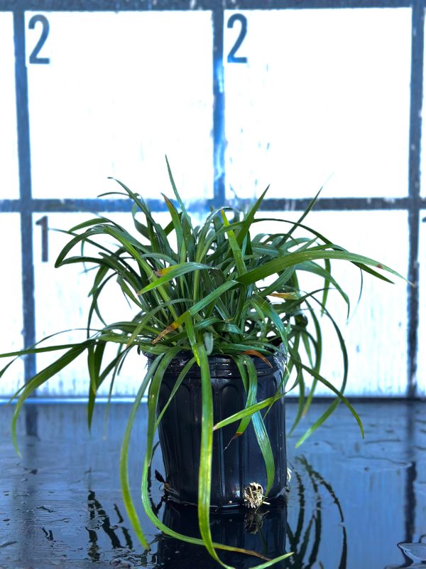 Royal Purple - Image 5