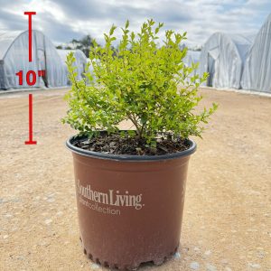 Sunshine Ligustrum™