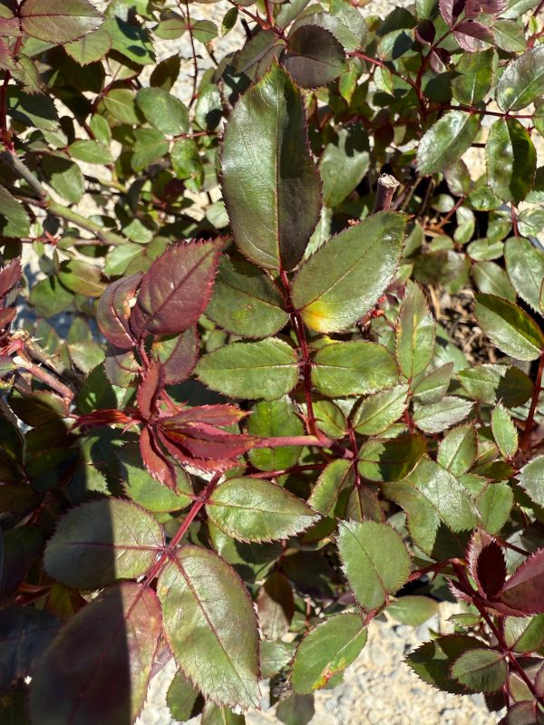 Red Double Knock Out Rose™ - Image 10