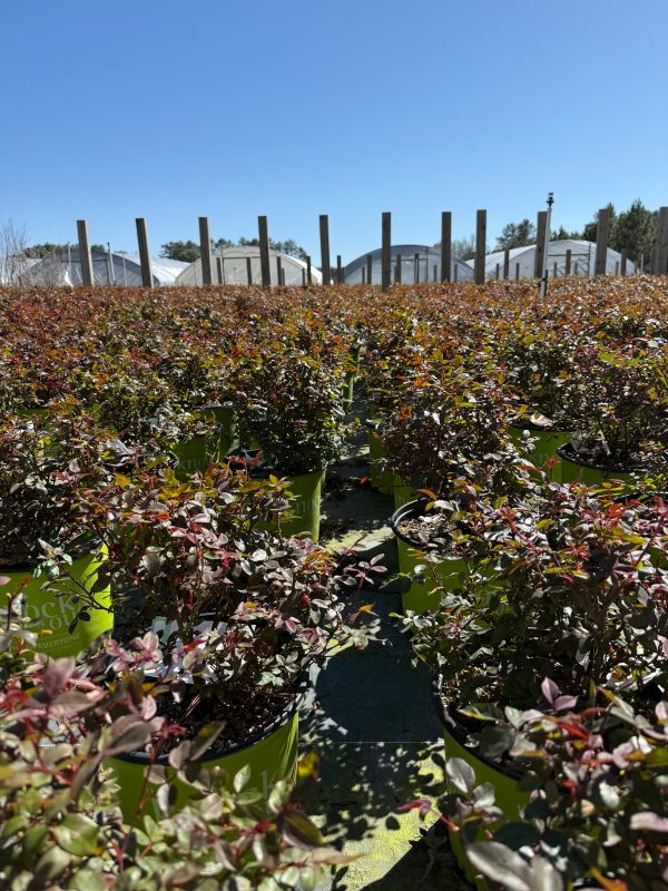 Red Double Knock Out Rose™ - Image 11