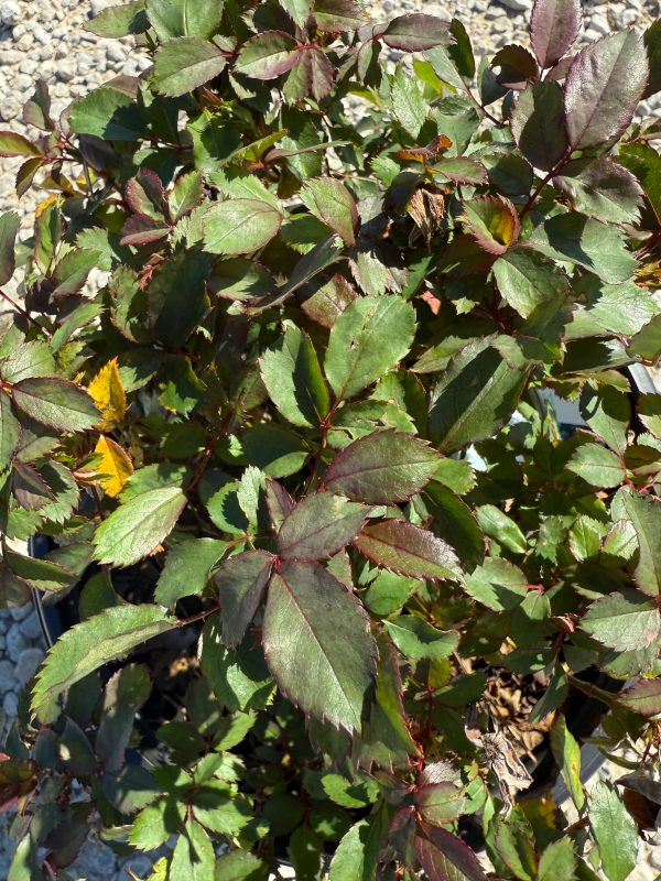 White Knock Out Rose™ - Image 7