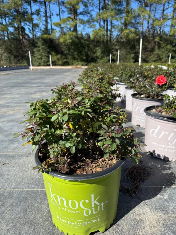 White Knock Out Rose™ - Image 3