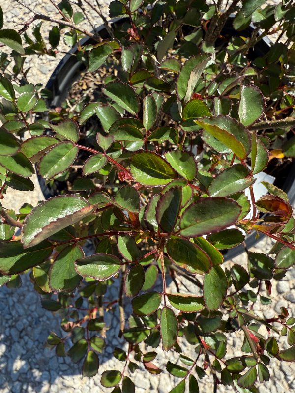 Coral Drift Rose™ - Image 7