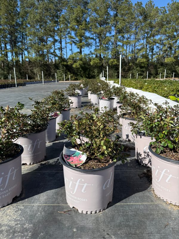 Coral Drift Rose™ - Image 8