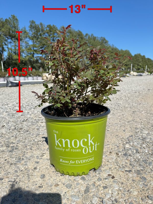 Red Double Knock Out Rose™ - Image 8