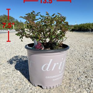 Coral Drift Rose™