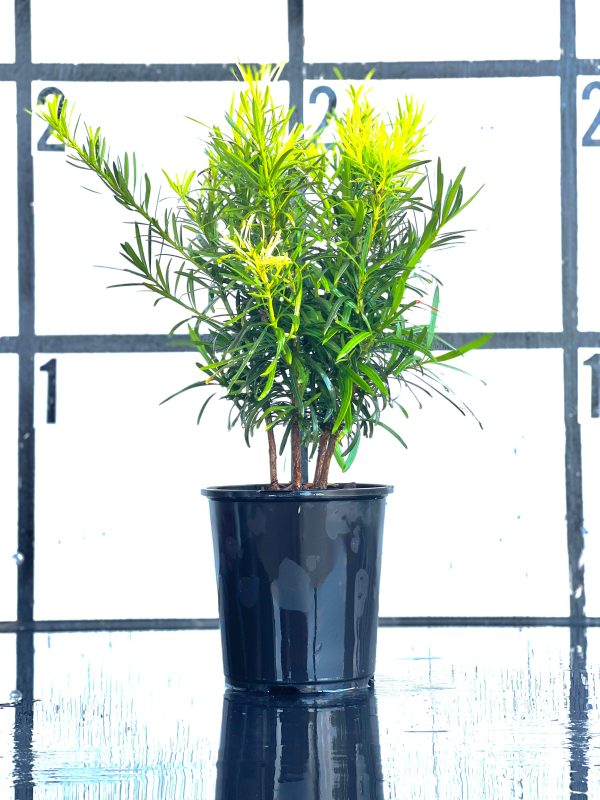 Japanese Yew - Image 7