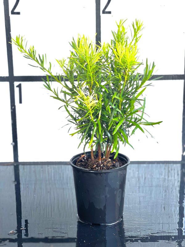 Japanese Yew - Image 6