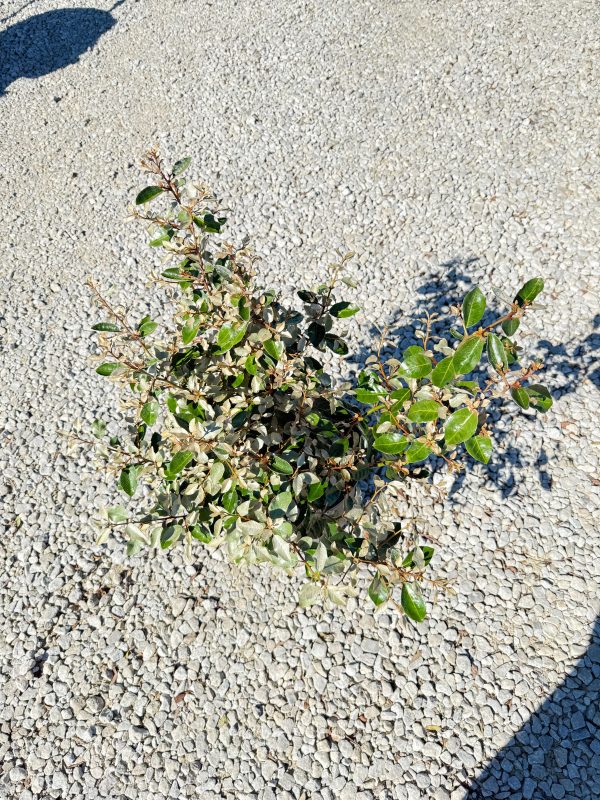 Elaeagnus - Image 4