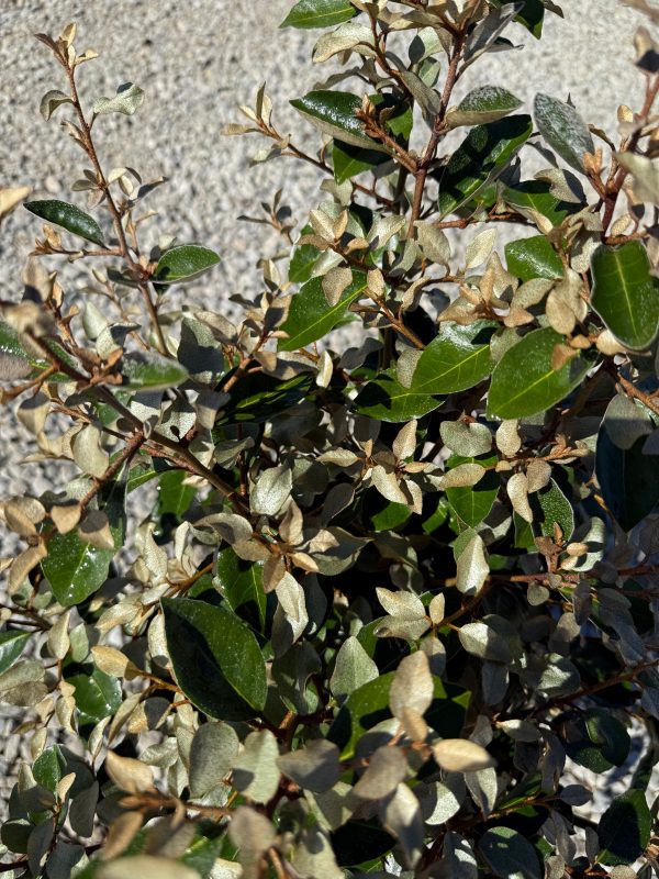 Elaeagnus - Image 5