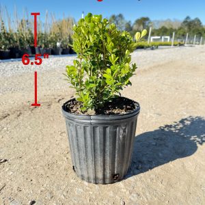 Japanese Boxwood