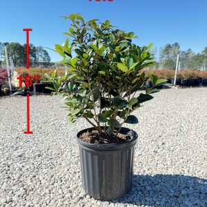Cleyera Japonica