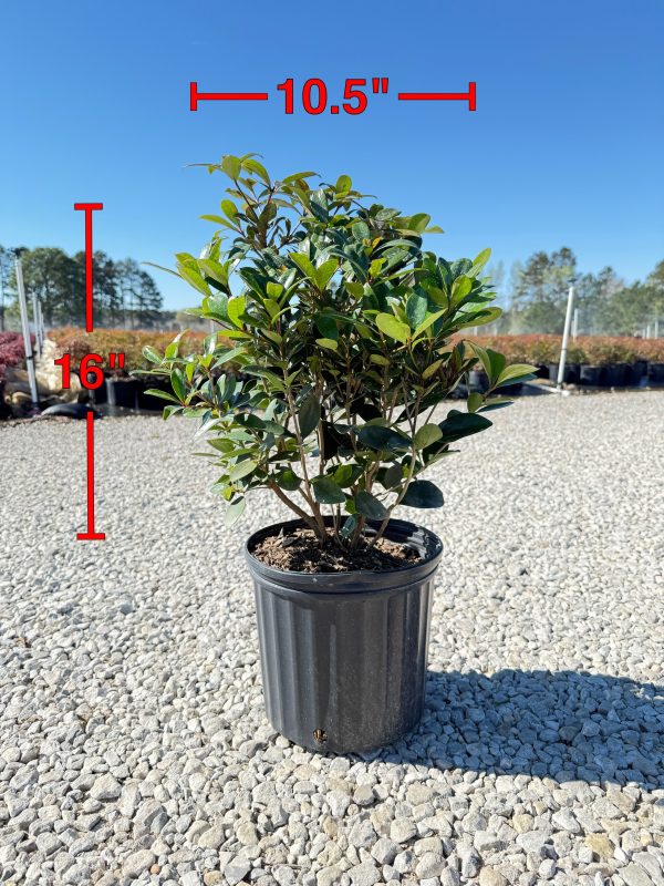 Cleyera Japonica