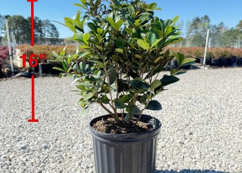 Cleyera Japonica