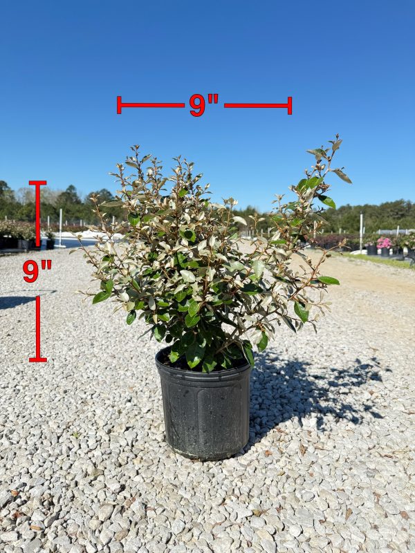 Elaeagnus