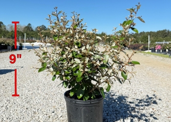 Elaeagnus