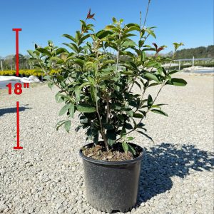 Sweet Olive Plant