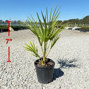 Windmill Palm