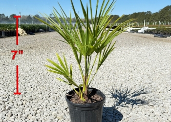 Windmill Palm