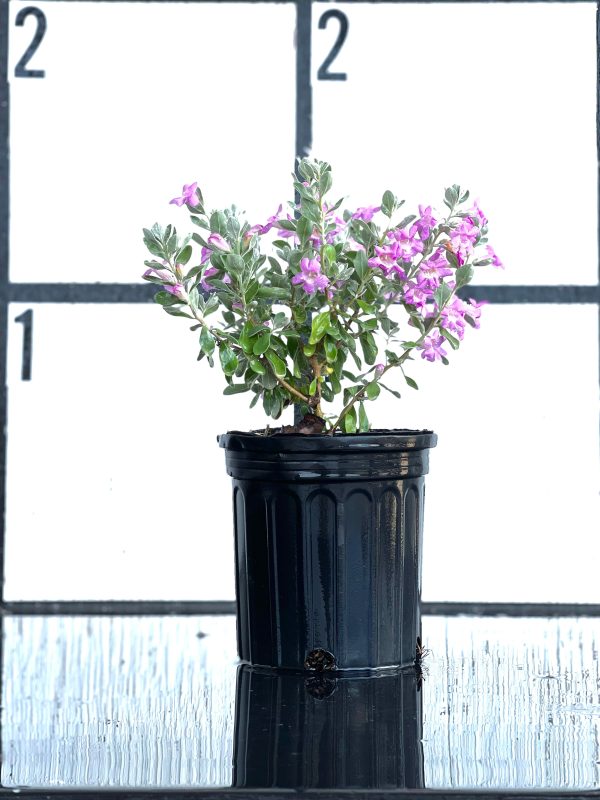 Texas Sage - Image 6