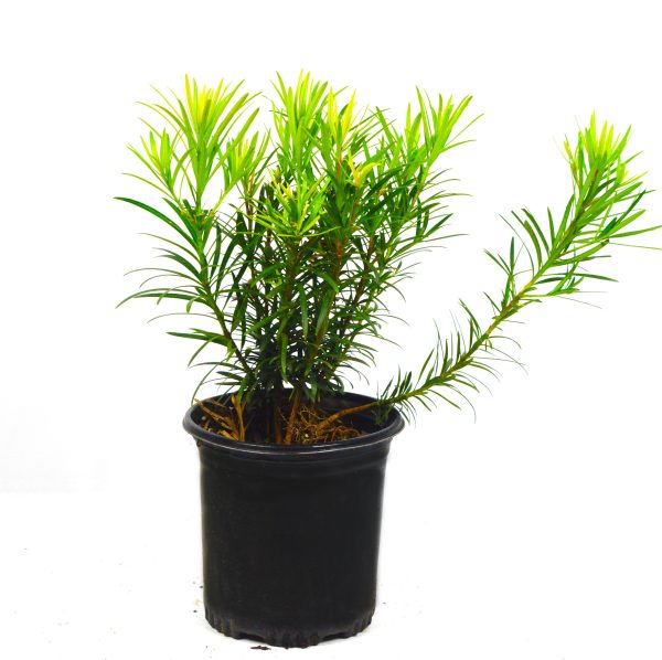 Japanese Yew - Image 5