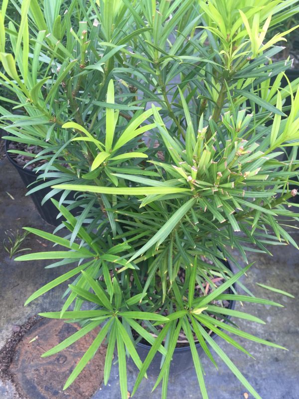 Japanese Yew - Image 3